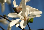 Magnolia (Magnolia). Autor: Hanna Żelichowska