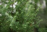 Jałowiec pospolity (Juniperus communis). Autor: Hanna Żelichowska
