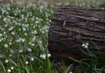 Śnieżyca wiosenna  (Leucojum vernum). Autor: Bartosz Denisewicz